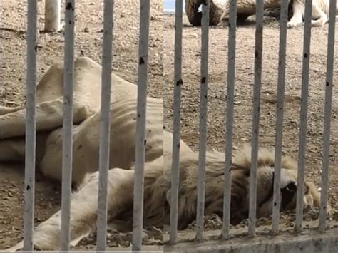 Video Animals Suffering From Hunger In Karachi Zoo Pakistan Cried