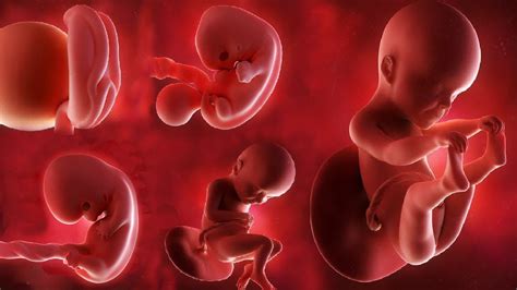 Fetal Development Month By Month Stages Of Baby Growth In The Womb