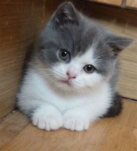 British Shorthair White Kittens For Sale Cari Muka