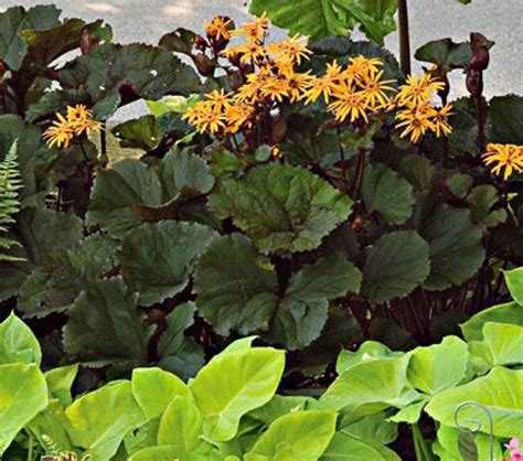 Rochelle Wallace Tall Flowering Plants For Shade Uk 7 Tall And