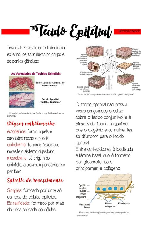 Tecido Epitelial Tecido Epitelial Resumos Enem Estudo Das Celulas