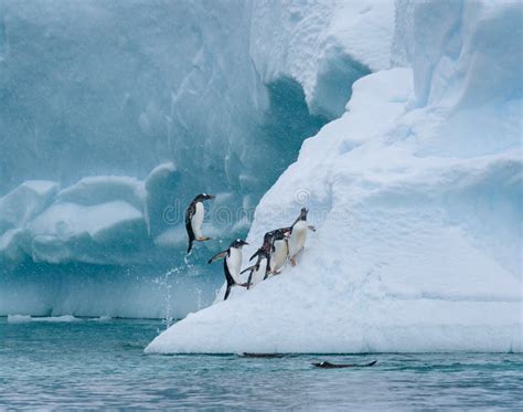 Gentoo Penguins Playing On A Large Snow Covered Iceberg Penguins