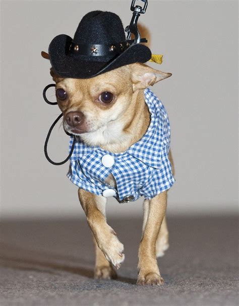 Wheres The Boots Cute Chihuahua Funny Dog Photos Dog Halloween