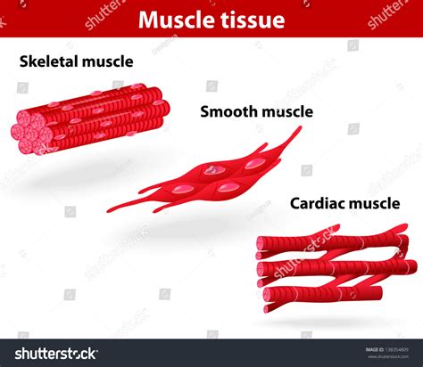 Smooth Muscle Diagram Smooth Muscle Cell Stock Vector Illustration
