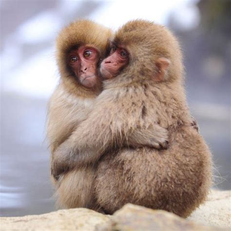 Animal Couples That Prove Love Exists In The Animal Kingdom Too Barnorama