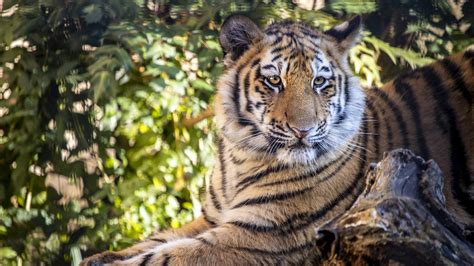 Tiger Is Sitting On Rock With Green Blur Background Hd Animals