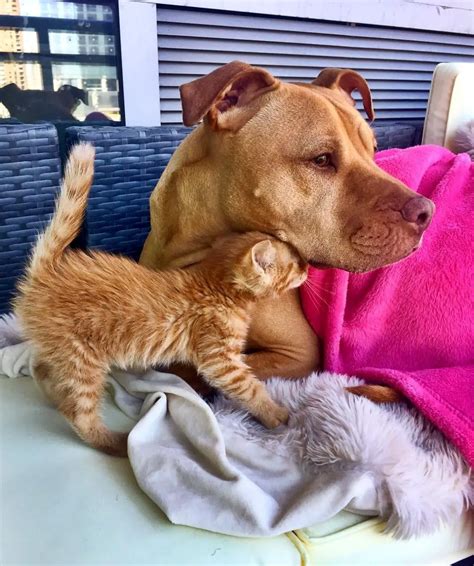 When A Rescued Pit Bull Meets A Tiny Kitten They Can T Stop Cuddling