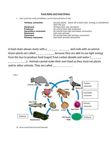 KS3 Science Food chains and webs worksheet | Teaching Resources