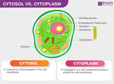 Difference Between Cytosol And Cytoplasm An Overview