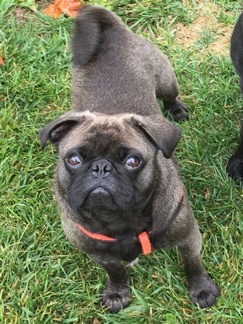 Full pedigree pug for sale kennel club registered vaccinations up to date , had him from 6 and weeks all old lovely dog called winston he is 4 years old ready for studding brilliant with children. Pug Puppies For Sale | Holiday City, OH #315477 | Petzlover