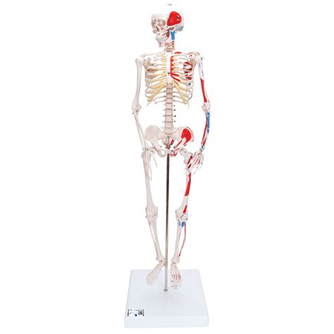 Shorty Skeleton - Miniature Human Skeleton - Mini Human Skeleton Model - Painted Miniature Human ...