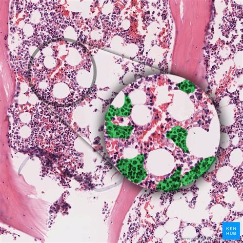Bone Marrow Histology Types And Features Kenhub