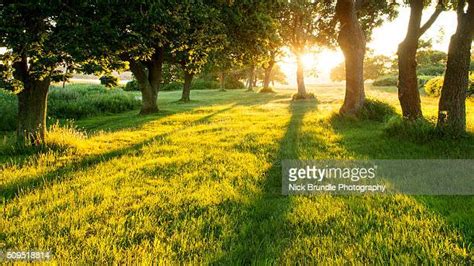 Nature Greenery Photos And Premium High Res Pictures Getty Images
