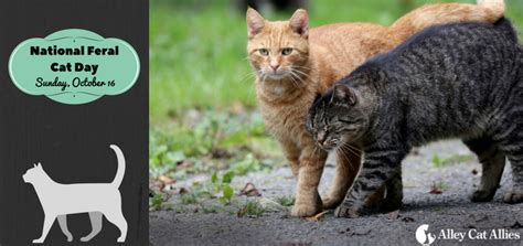 National Feral Cat Day Is October 16