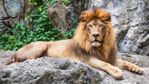 Powerful Lionkings Of The Jungle Stock Photo Download Image Now Istock