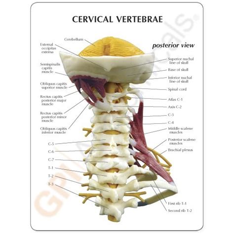 Click now to study the muscles, glands and organs of the neck at kenhub! Cervical Spine Model with Muscles 1720 - Neck Muscles ...