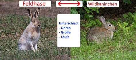 Feldhase Oder Kaninchen Unterschiede In Aussehen Und Verhalten Erklärt