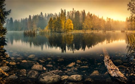 Wallpaper Tranquil Morning Lake Trees Reeds Fog Hd Picture Image
