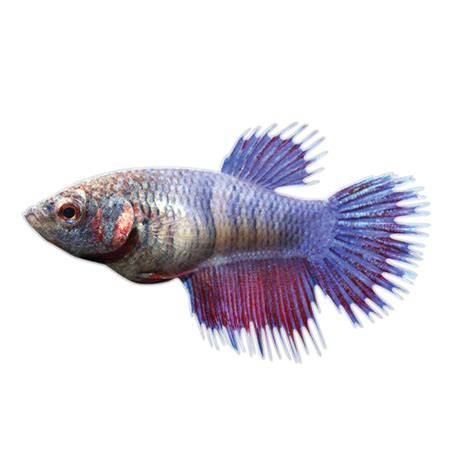 Crowntail Female Betta Fish Fish Goldfish Betta More PetSmart