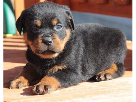 These will be akc registerable german rotties with health warranty,first shots, micro chiped,tails and dew claws removed these will make a wonderful …. Rottweiler Puppies for adoption - Animals - Novinger - Missouri - announcement-35922