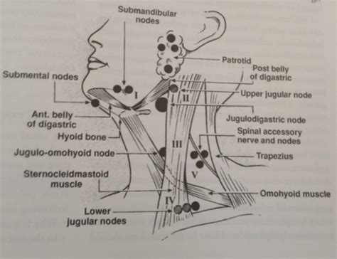 The lymph nodes in the neck have historically been divided into at least six anatomic neck lymph node levels for the purpose of head and neck cancer staging and therapy planning. Anatomy of neck and regional lymph nodes | BODY Works ...