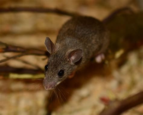 Free Images Sweet Mouse Wildlife Small Mammal Rodent Fauna