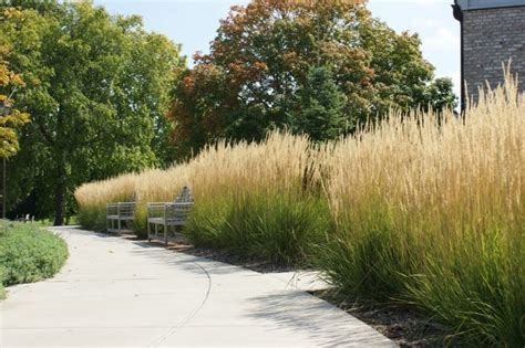 Spring is the best time to propagate certain plants and make more for free! Calamagrostis x acutiflora 'Karl Foerster' - Google zoeken ...