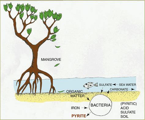 Acid Sulfate Soils Explained Environment Land And Water Queensland
