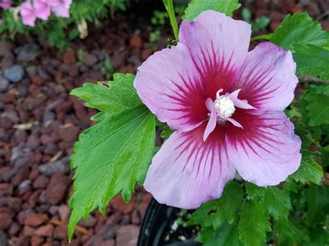 Rose Of Sharon Varieties Give Options For Gardens Mississippi State University Extension Service