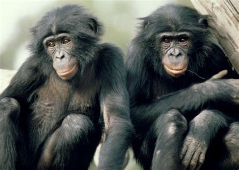 The Bonobo In All Of Us Nova Pbs