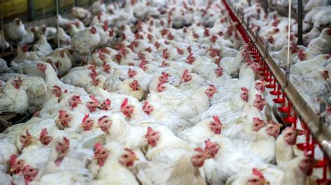 To Reduce Salmonella Contamination In Chicken Target The