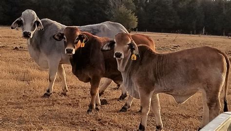 Brahman Cattle Breed Everything You Need To Know