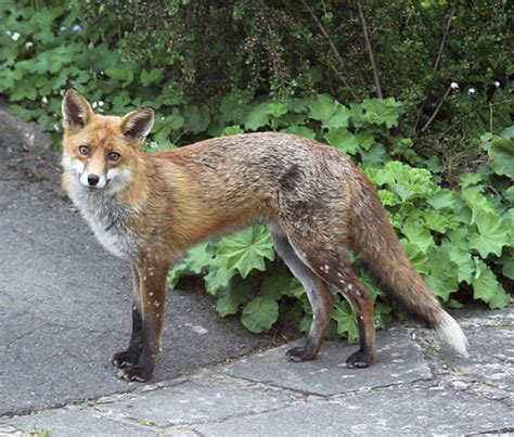 Red Fox Moult Wildlife Online