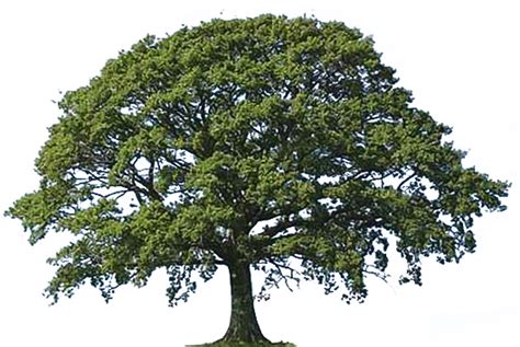 Oak Tree Clipart Clipground