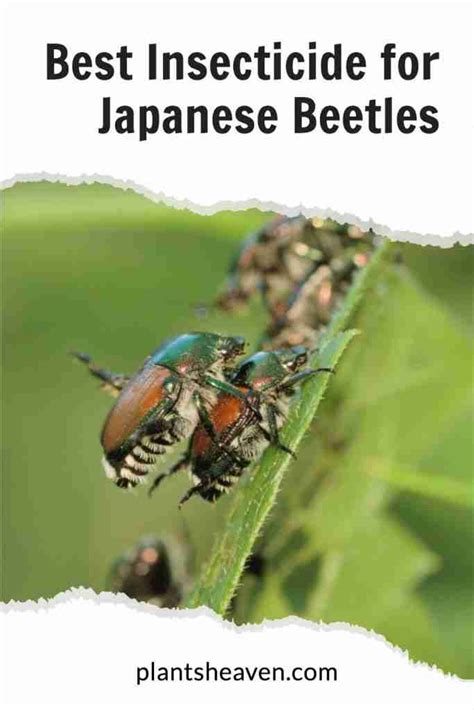 The Complete Guide About The Best Insecticide For Japanese Beetles