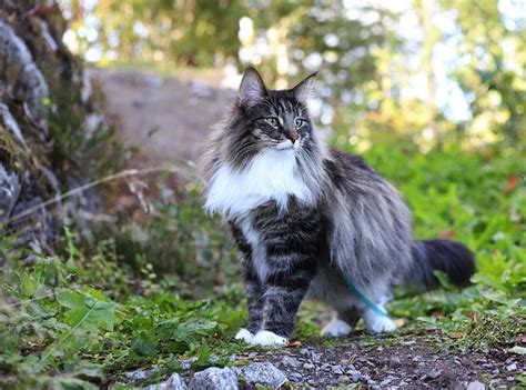 27 Top Photos Norwegian Forest Cat Rescue Ny Norwegian Forest Cats