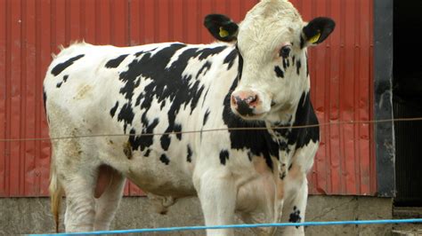 Department Has No Intentions To Introduce A Scheme To Cull Male Dairy