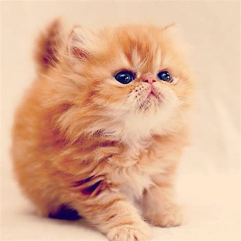 Red Persian Kitten Oh I Want A Persian Kitten So Bad Adorable