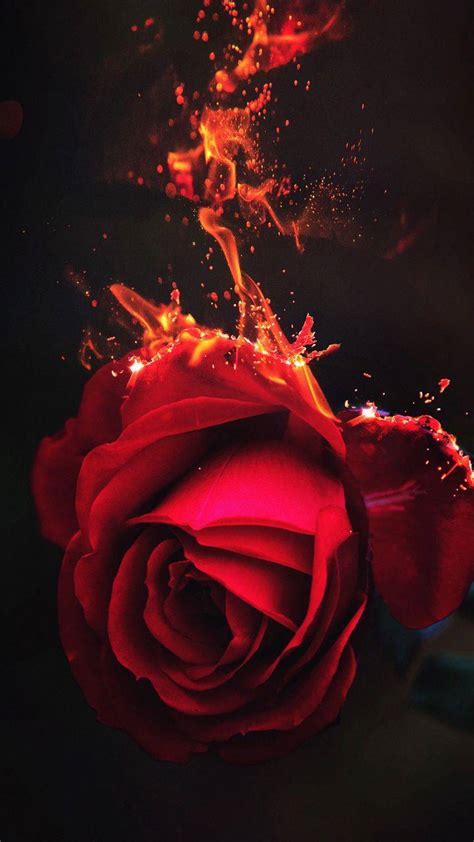 Burning Rose Flower Iphone Wallpapers