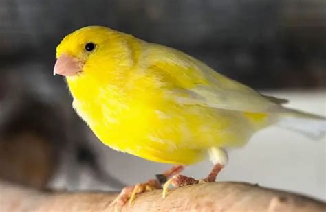 Wild Greenish Canary Bird Unique Rare Bird