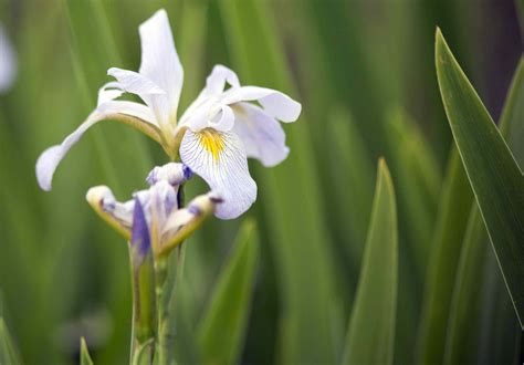 9 Top Types Of Iris For The Flower Garden