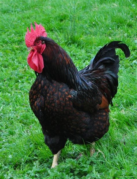 5 barnevelder hens with poor quality lacing with a rhode island red rooster. 31 best Barnevelder Chickens images on Pinterest ...