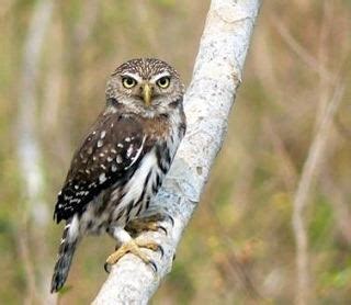 The cactus ferruginous pygmy owl is one of three subspecies of the ferruginous pygmy owls. Ferruginous pygmy owl - Alchetron, The Free Social ...