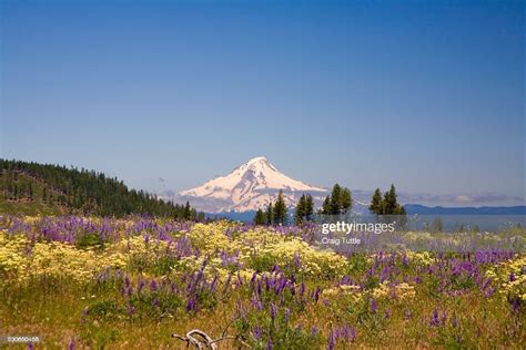 Mount Hood And Wildflowers Oregon Usa High Res Stock Photo Getty Images