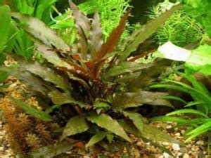 This sterile hybrid is a cross between c. Cryptocoryne Parva Care Guide - Planting, Growing, and ...