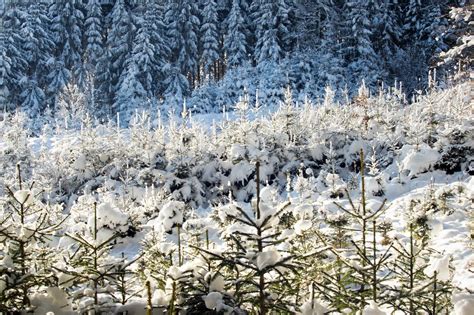 Snowy Spruce Forest In Winter Free Photo Download Freeimages