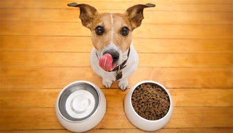 Any uneaten canned food should be taken away from your pet and discarded no more than 30 minutes after serving. Top 5 Best Cheap Dog Food Bowls in 2017 (Safe & Toxin-free)