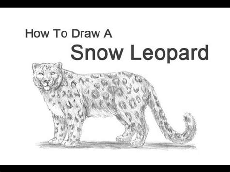 How to draw a leopard | leopard easy draw tutorial. How to Draw a Snow Leopard - YouTube