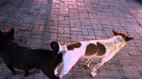 Two Pattaya Dogs Very Much Stuck Together Youtube