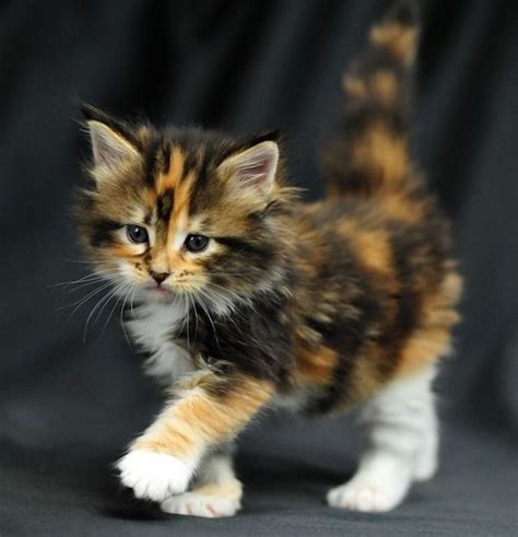 Kittens for sale best maine coon here️ shipping worldwide! Maine Coon Kittens Charlotte Nc